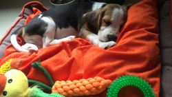 Sale beagle puppy
