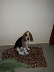 4 month old healthy male beagle for sale