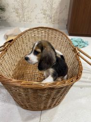 40 days Beagle female puppy available for sale
