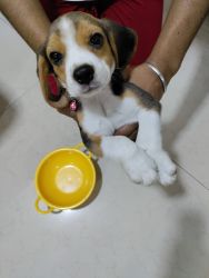 40 day old beagle