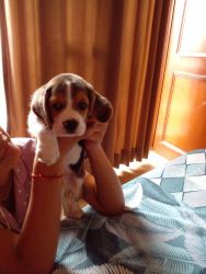 Male beagle puppy for sale