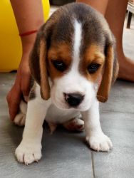 100% pure breed Beagle puppy for sale