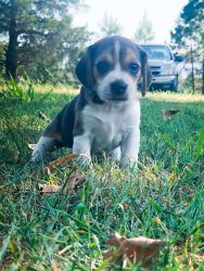 Adorable Beagles puppies for sale