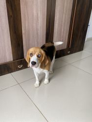 Healthy Beagle with a blue eye 8months