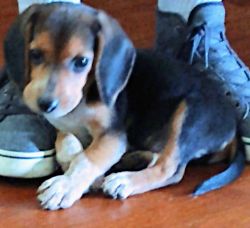 Beagle 9wks male puppy with AKC papers