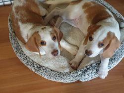 2 Lemon Beagle Puppies Left!