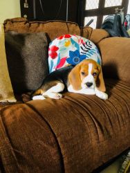 35days old male beagle