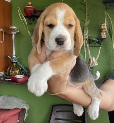 Female Beagle Puppies…Top Level show quality Original