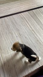 Female beagle
