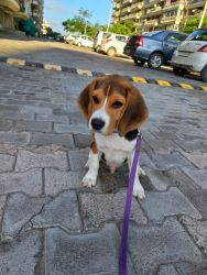 Cutie Beagle