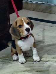 4 month old, Male Beagle for sale