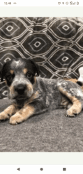 Puppy/ beagle hound mix