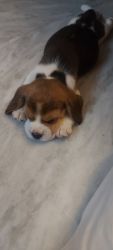 I have a beagle female puppy i want to sell it