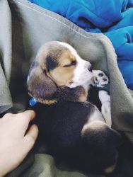Beagle pup for sale