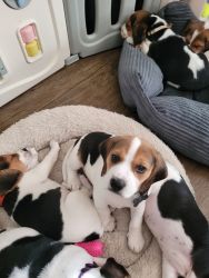 Beautiful Puppies Beagles