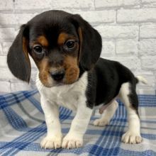 Beagle Puppies for sell