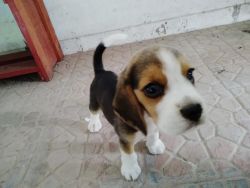 Beaglel puppy male