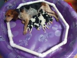 Beagle pups. Mom and dad are great hunters and great with kids