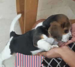 Beagle tricolour puppy in Chennai
