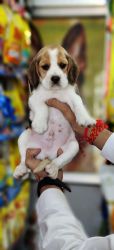 Beagle male pup