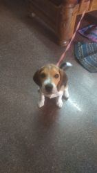 3 months beagle puppy for sale ,2 vaccination given