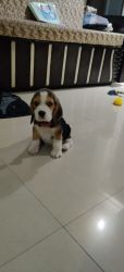 Show quality Beagle puppy with KCI available for sale