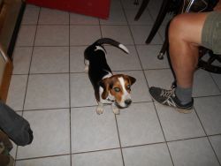 Beagle female AKC pup shots,housebroke, basic commands Smart girl