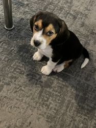 Beagle Puppy for sale