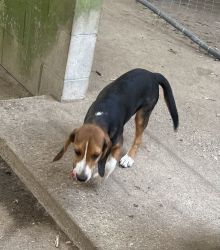 Beautiful beagle pups for sale.. Mamaws Beagles