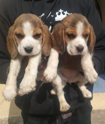 Shiw quality Beale puppies available in pimple saudagar