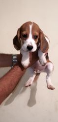 BEAGLE PUPPIES AVAILABLE IN PUNE