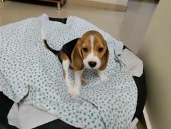 Beagle 50 days for sale