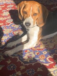 1-year old Beagle for sale