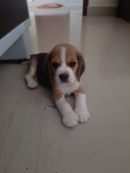 Original Male Beagle puppy