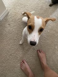 8 month dachshund/beagle mix