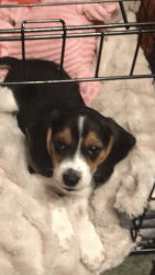 15 week old beagle puppy