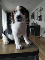 Beagle puppy 9weeks old