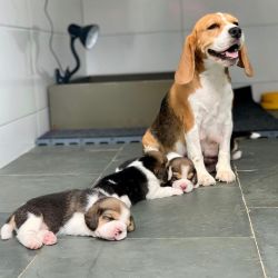 Beagle puppies availabbele in Chennai contact xxx4 615 589