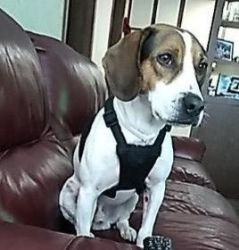 Beautiful male beagle