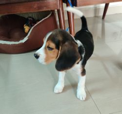 3 months male Beagle Pup