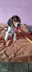 45 day beagle puppy