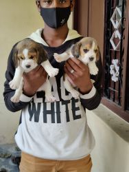 Beagle Male Puppies