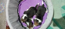 Import quality beagle male puppies for sale