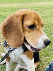 Beagle female for sale