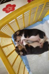 Beagle female Puppies for Sale