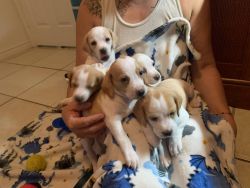 Lemon beagles for adoption