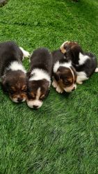 Beagle puppies (male)