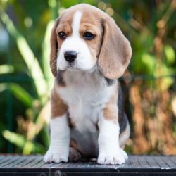 Adorable outstanding beagles puppies