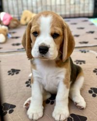 Adorable Beagle Puppies.