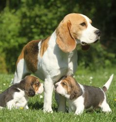 amazing beagle puppies for sale